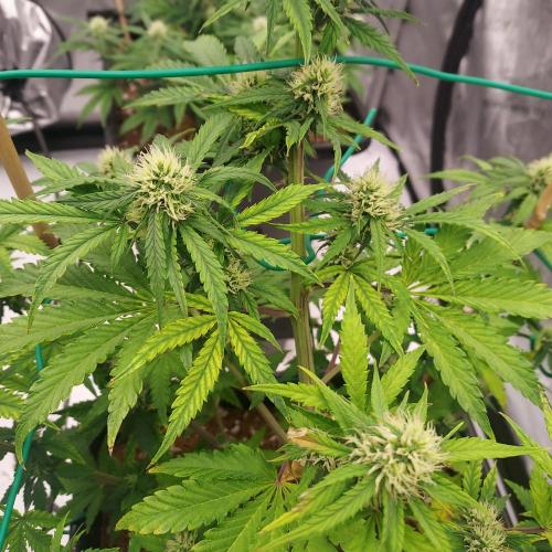 Round #2: Critical Mass CBD Auto. Week 6 - Week 6 - Day 41 - Some Issues, But Good Nugs