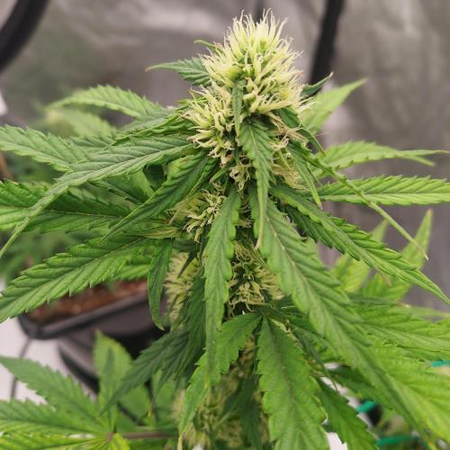 Round #2: Critical Mass CBD Auto. Week 6 - Week 6 - Day 41 - Happy Nugs