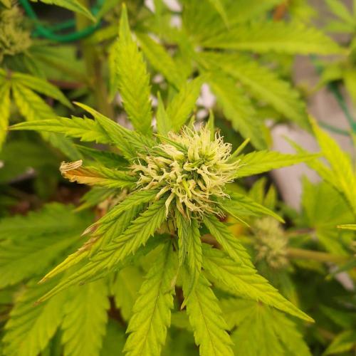 Round #2: Critical Mass CBD Auto. Week 6 - Week 6 - Day 41 - Slightly Sad Nug