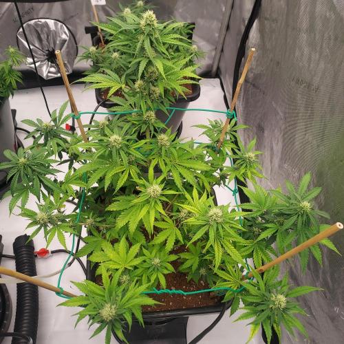 Round #2: Critical Mass CBD Auto. Week 6 - Week 6 - Day 41 - Happy!