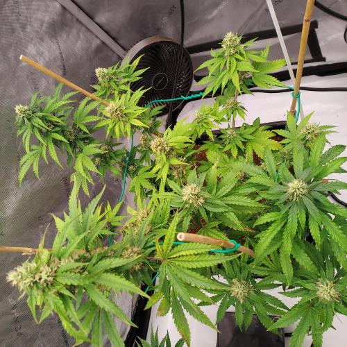 Round #2: Critical Mass CBD Auto. Week 6 - Week 7 - Day 47 - Happy 4/20!