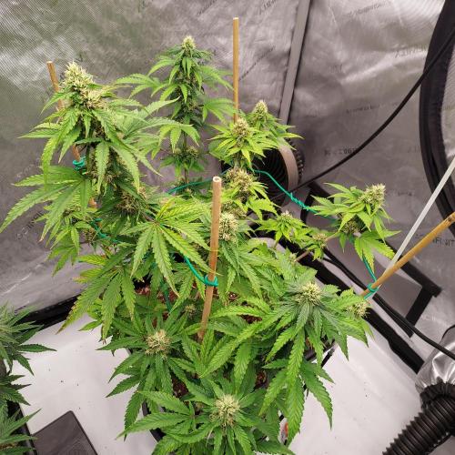 Round #2: Critical Mass CBD Auto. Week 6 - Week 7 - Day 47 - Happy 4/20! No Frost Yet, But Dark Hairs...hmmm