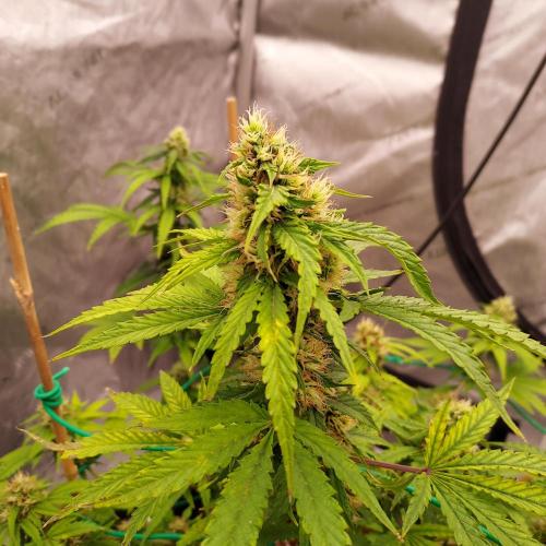 Round #2: Critical Mass CBD Auto. Week 6 - Week 7 - Day 47 - Happy 4/20! Working on Deficiency 