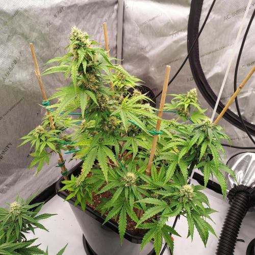 Round #2: Critical Mass CBD Auto. Week 6 - Week 7 - Day 47 - Happy 4/20!