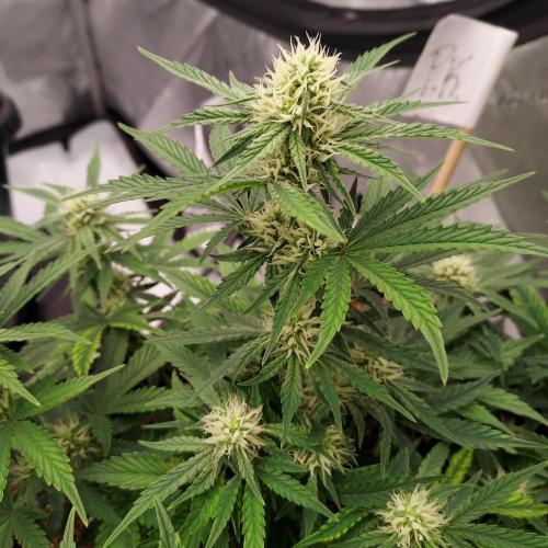 Gelato 41 BX Auto. Week 6 - Week 6 - Day 45 - Bulking Up Strongly for Week 6