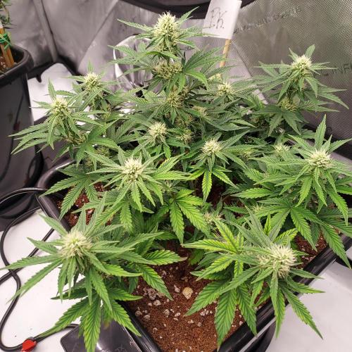 Gelato 41 BX Auto. Week 6 - Week 6 - Day 45 - Bulking Up Strongly for Week 6