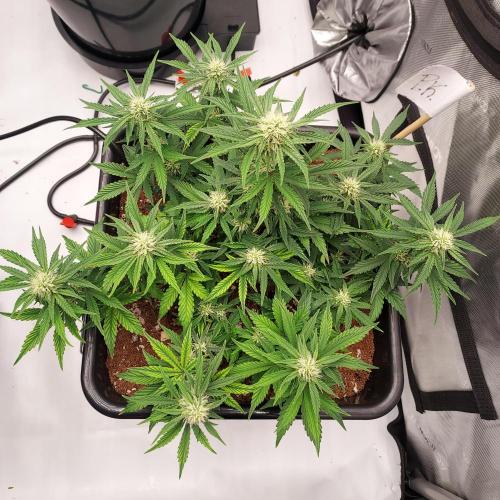 Gelato 41 BX Auto. Week 6 - Week 6 - Day 45 - Bulking Up Strongly for Week 6
