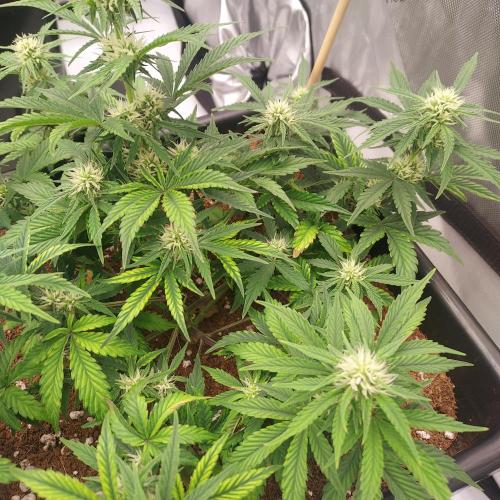 Gelato 41 BX Auto. Week 6 - Week 6 - Day 43 - Strong and Wide