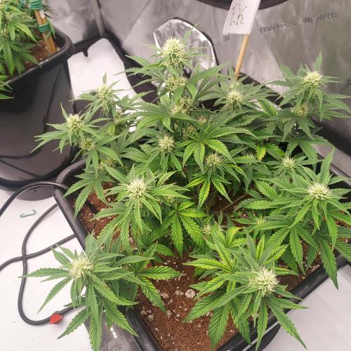 Gelato 41 BX Auto. Week 6 - Week 6 - Day 43 - Strong and Wide