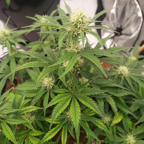 Gelato 41 BX Auto. Week 6 - Week 6 - Day 43 - Nice Canopy