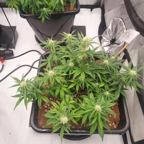 Gelato 41 BX Auto. Week 6 - Week 6 - Day 43 - Strong and Wide