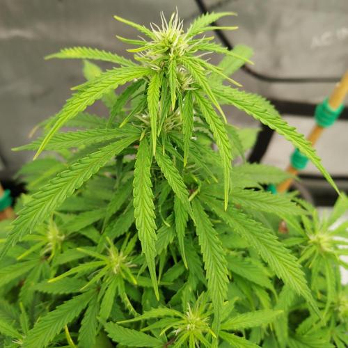 Dos-Si-Dos Auto - Round and Round. Week 6 - Week 6 - Day 47 - Great Color