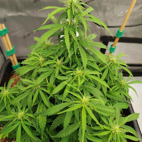 Dos-Si-Dos Auto - Round and Round. Week 6 - Week 6 - Day 47 - Nice Under Canopy