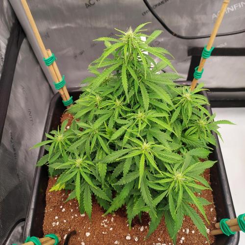 Dos-Si-Dos Auto - Round and Round. Week 6 - Week 6 - Day 47 - X-Mass Tree!