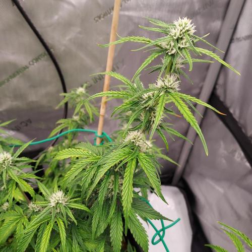 Gelato Auto - I'd Love A Scoop. Week 6 - Week 6 - Day 45 - A Bit of Droop