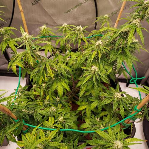 Gelato Auto - I'd Love A Scoop. Week 6 - Week 6 - Day 47 - Still a Bit of Droop