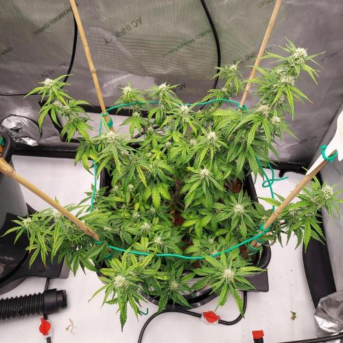Gelato Auto - I'd Love A Scoop. Week 6 - Week 6 - Day 45 - A Bit of Droop