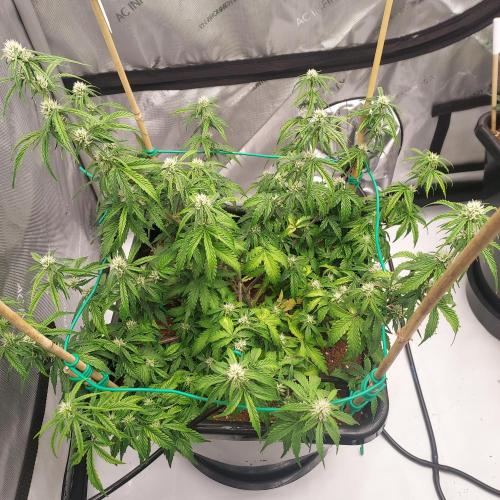 Gelato Auto - I'd Love A Scoop. Week 6 - Week 6 - Day 45 - A Bit of Droop