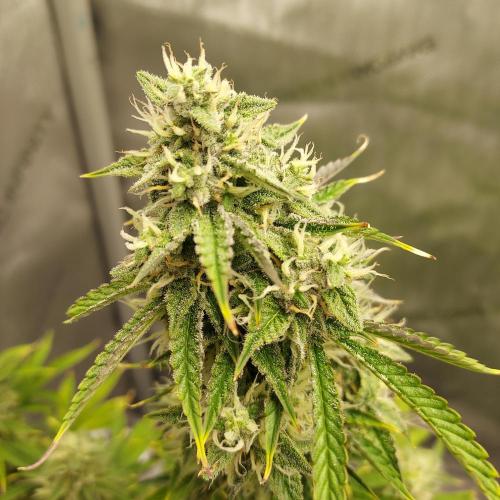 Zkittlez (#2) - Double the Rainbow. Week 8 - Week 8 - Day 57 - Solid and Dense