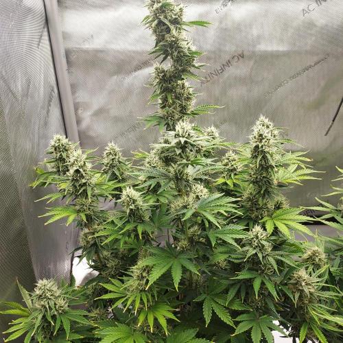 Zkittlez (#2) - Double the Rainbow. Week 8 - Week 8 - Day 57 - Beautiful Shape