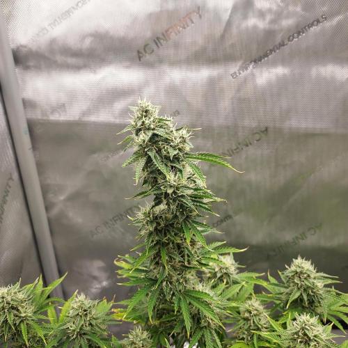 Zkittlez (#2) - Double the Rainbow. Week 8 - Week 8 - Day 57 - Nice Cola