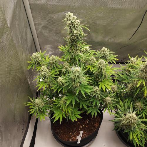 Zkittlez (#2) - Double the Rainbow. Week 8 - Week 8 - Day 57 - Top Down