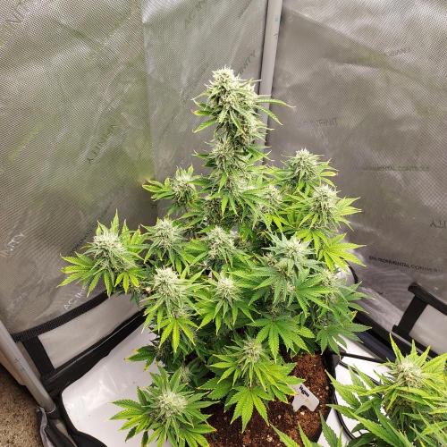 Zkittlez (#2) - Double the Rainbow. Week 8 - Week 7 - Day 55 - Happy 4/20