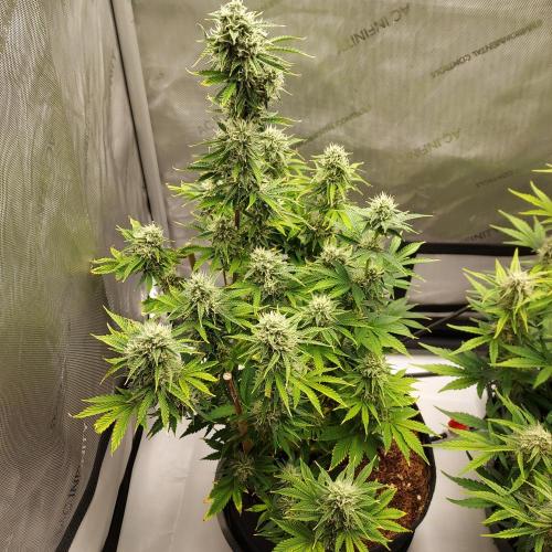 Zkittlez (#2) - Double the Rainbow. Week 8 - Week 7 - Day 55 - Happy 4/20