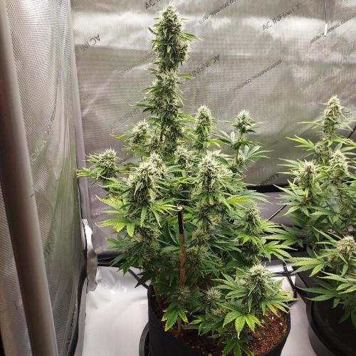 Zkittlez (#2) - Double the Rainbow. Week 8 - Week 7 - Day 55 - Happy 4/20