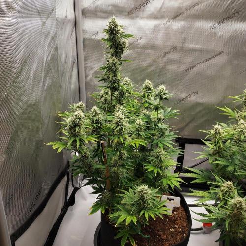 Zkittlez Autoflower. Week 8