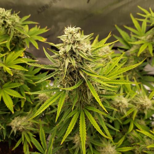 Zkittlez (#1) Auto - Taste the Rainbow. Week 8 - Week 8 - Day 57 - Close-Up Cola
