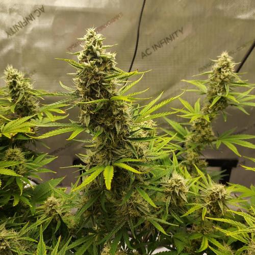 Zkittlez (#1) Auto - Taste the Rainbow. Week 8 - Week 8 - Day 57 - YeeHaa