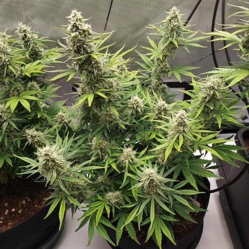 Zkittlez (#1) Auto - Taste the Rainbow. Week 8 - Week 8 - Day 57 - Whole Plant!