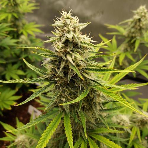 Zkittlez (#1) Auto - Taste the Rainbow. Week 8 - Week 7 - Day 55 - Happy 4/20