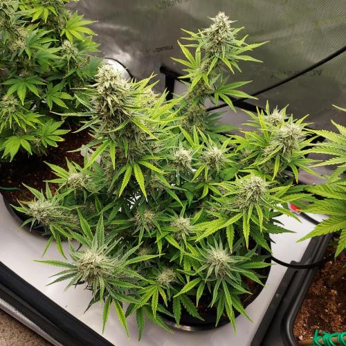 Zkittlez (#1) Auto - Taste the Rainbow. Week 8 - Week 7 - Day 55 - Happy 4/20