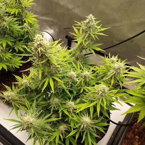 Zkittlez (#1) Auto - Taste the Rainbow. Week 8 - Week 7 - Day 55 - Happy 4/20