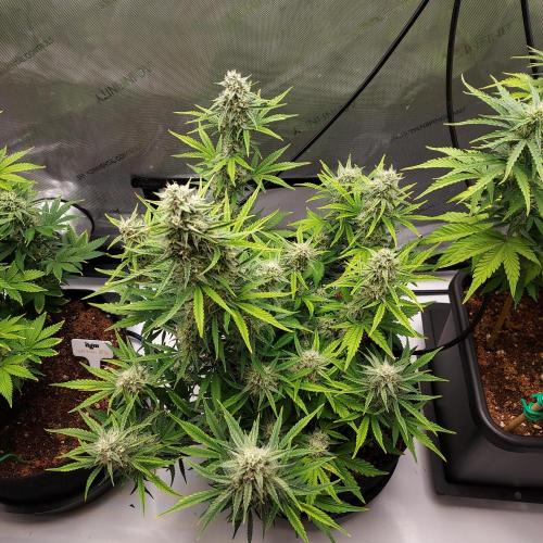 Zkittlez (#1) Auto - Taste the Rainbow. Week 8 - Week 7 - Day 55 - Happy 4/20