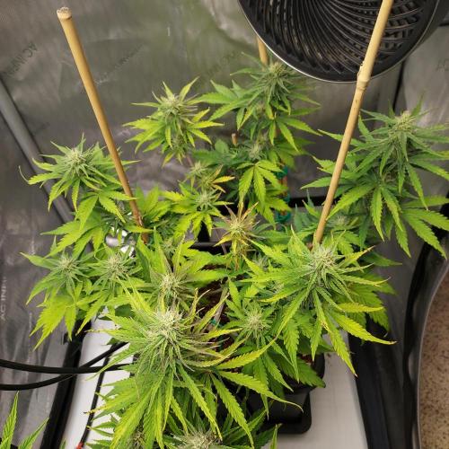 CBG Relief Auto - Pain Relief Hope!. Week 7 - Week 8 - Day 50 - What A Funny Middle Bud