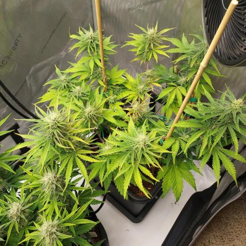 CBG Relief Auto - Pain Relief Hope!. Week 7 - Week 8 - Day 50 - Happy!