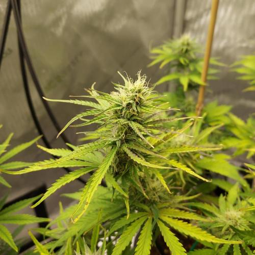 CBG Relief Auto - Pain Relief Hope!. Week 7 - Week 8 - Day 50 - Main Trained Cola