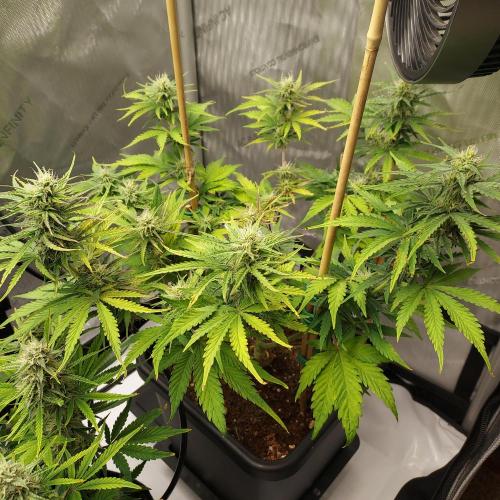 CBG Relief Auto - Pain Relief Hope!. Week 7 - Week 8 - Day 50 - Start of Week 8!