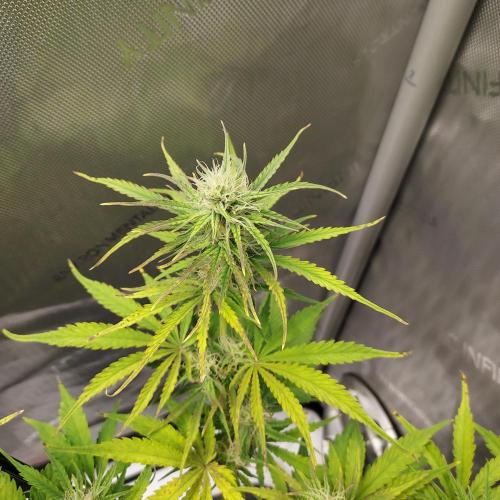 CBG Relief Auto - Pain Relief Hope!. Week 7 - Week 7 - Day 48 - Starting to Bulk