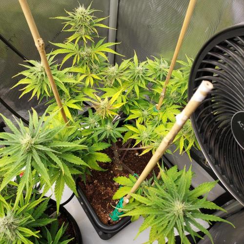 CBG Relief Auto - Pain Relief Hope!. Week 7 - Week 7 - Day 48