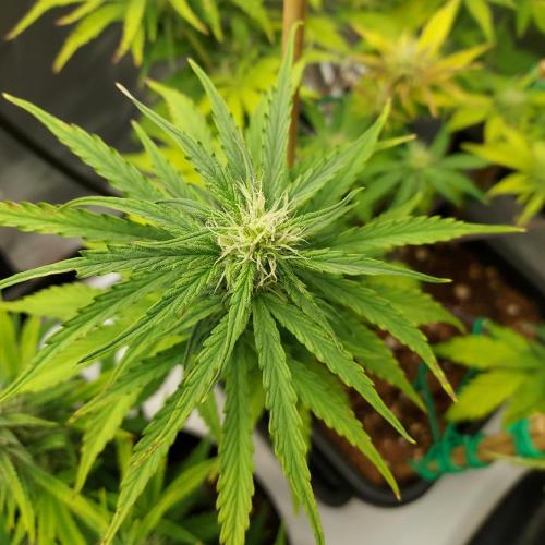 CBG Relief Auto - Pain Relief Hope!. Week 7 - Week 7 - Day 48
