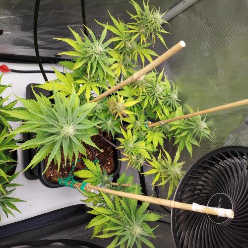 CBG Relief Auto. Week 7