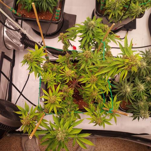 Round #2: Critical Mass CBD Auto. Week 7 - Week 7 - Day 56