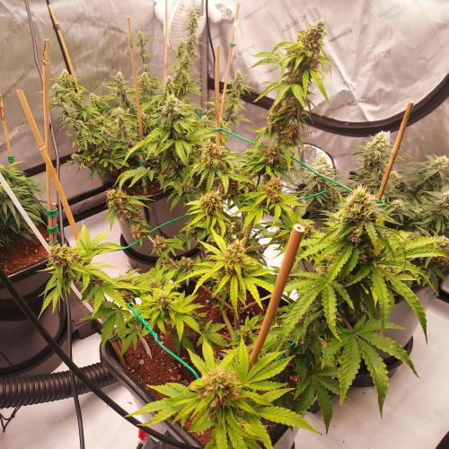 Round #2: Critical Mass CBD Auto. Week 7 - Week 7 - Day 56