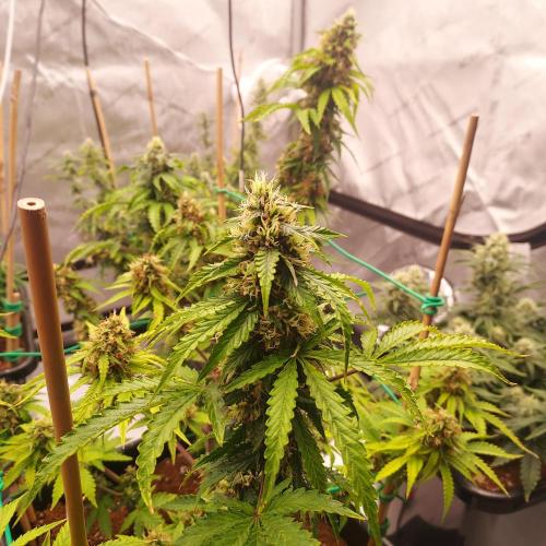 Round #2: Critical Mass CBD Auto. Week 7 - Week 7 - Day 56
