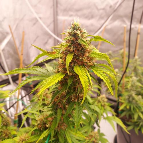 Round #2: Critical Mass CBD Auto. Week 7 - Week 7 - Day 56