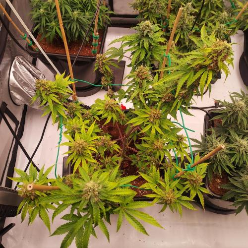 Round #2: Critical Mass CBD Auto. Week 7 - Week 7 - Day 56